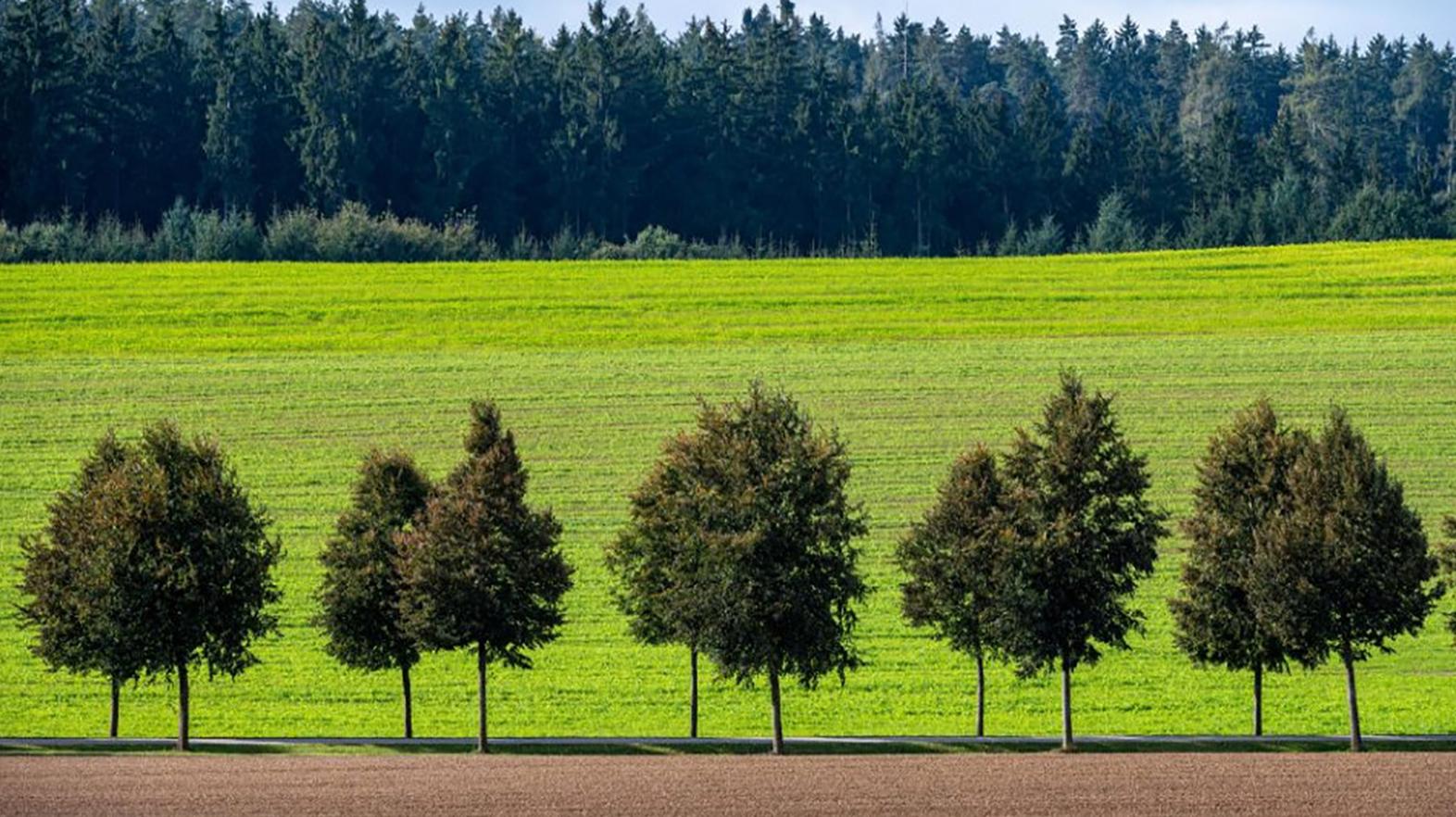 Komunitné enviroprojekty sa môžu uchádzať o grant z programu Zelené oázy
