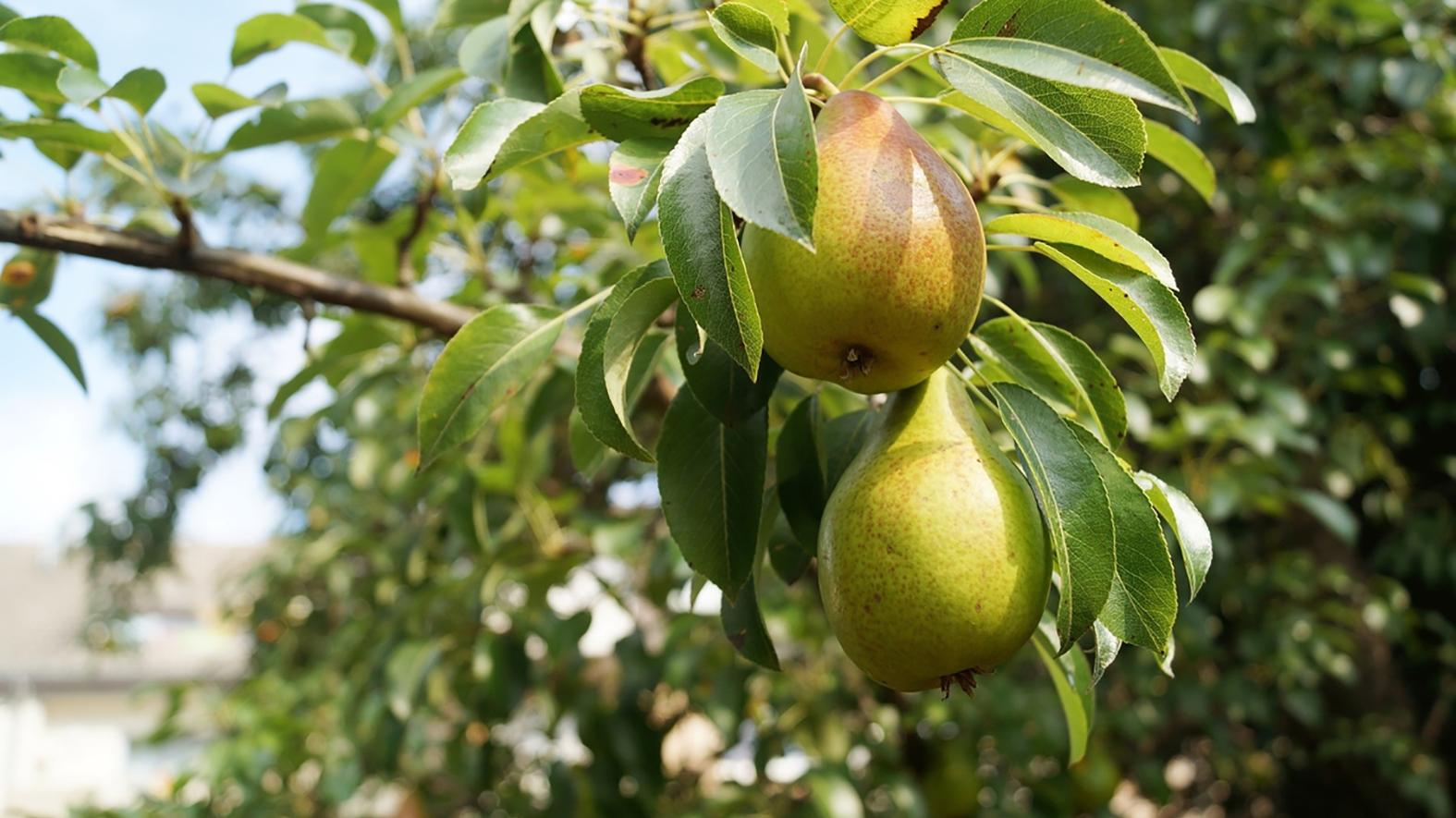 V Jelšave vysadili ovocné stromy, majú prispieť k lepšej kvalite ovzdušia