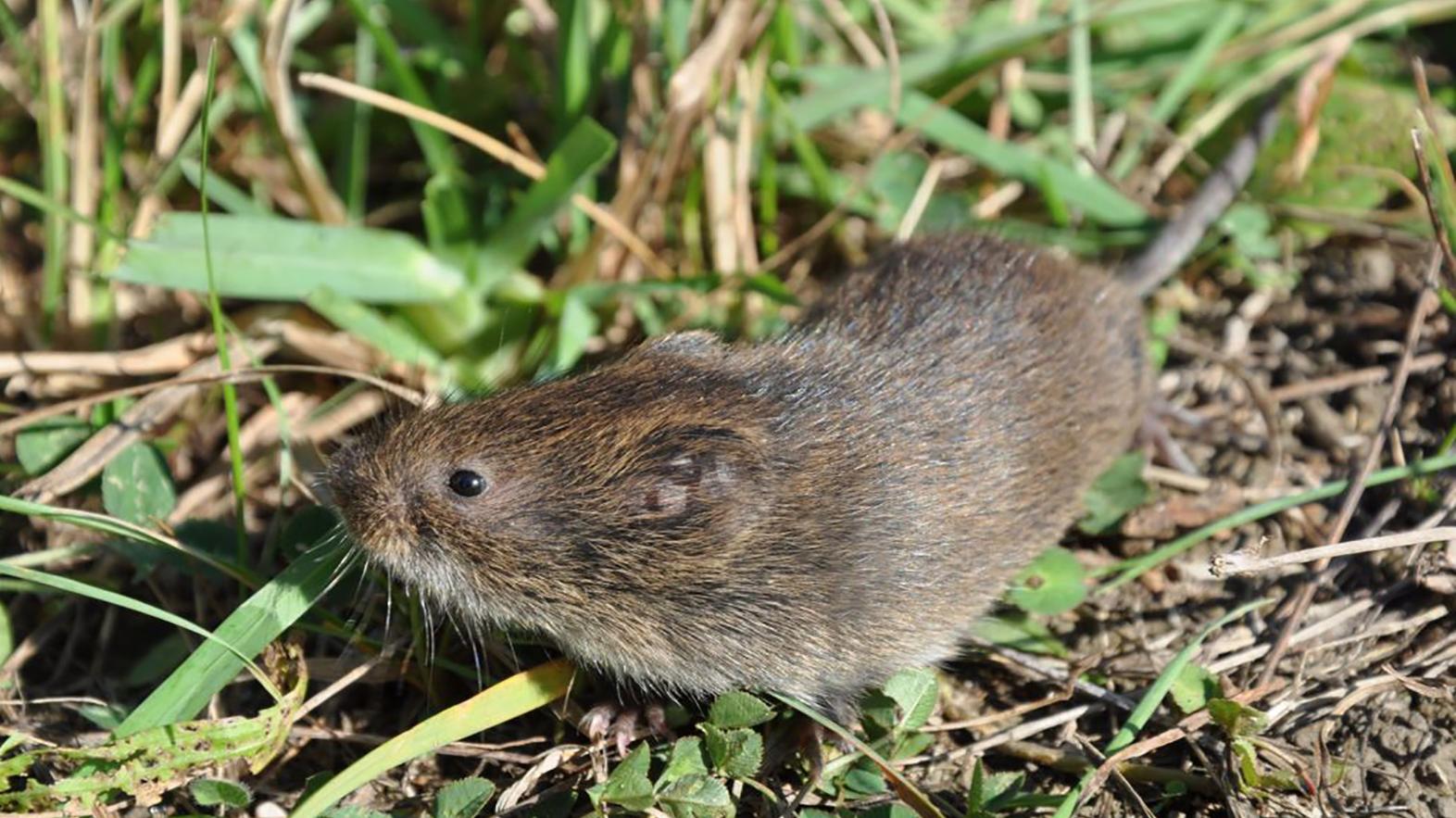 Na ochranu hraboša severského panónskeho je dôležité chrániť mokrade