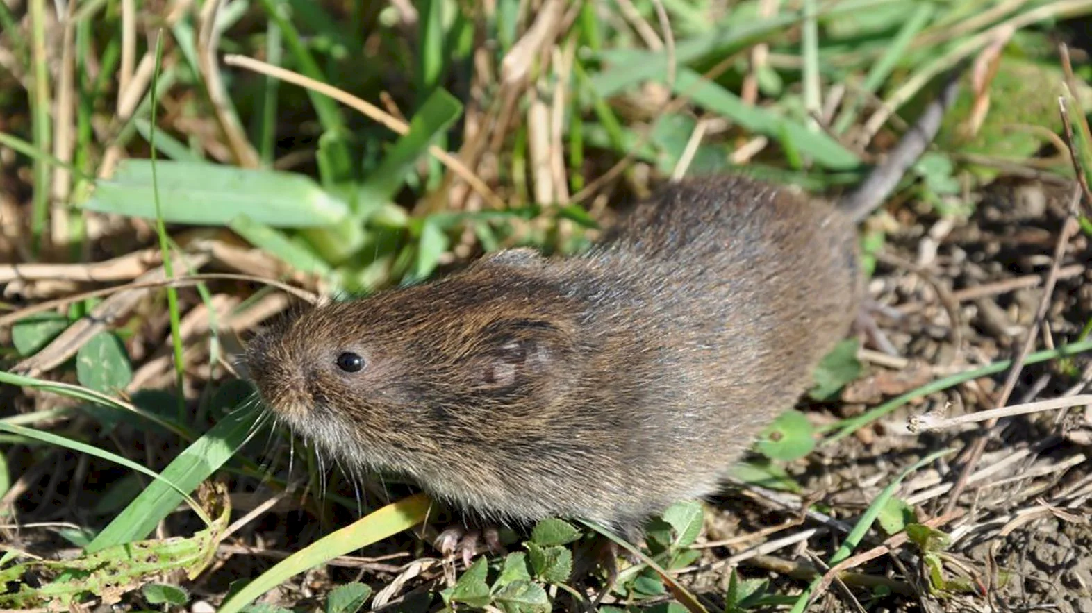 Na ochranu hraboša severského panónskeho je dôležité chrániť mokrade