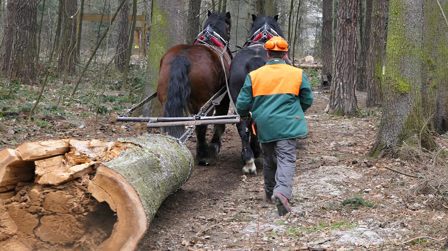 Suché stromy odstraňujú z lesoparku robotníci s párom koní