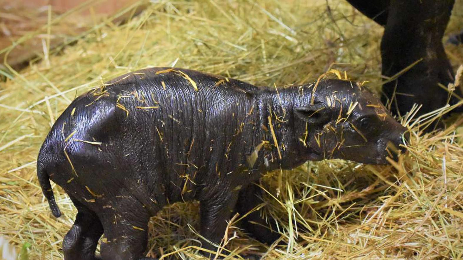 Po ôsmich rokoch sa v zoo narodilo mláďa hrošíka libérijského