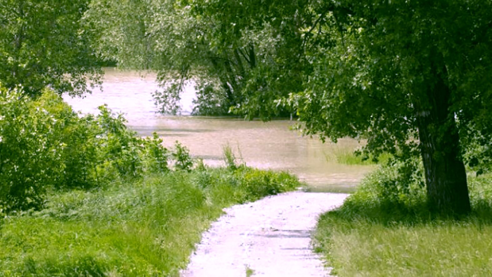 Mesto Šaľa revitalizuje ďalšiu časť lesa pri Váhu