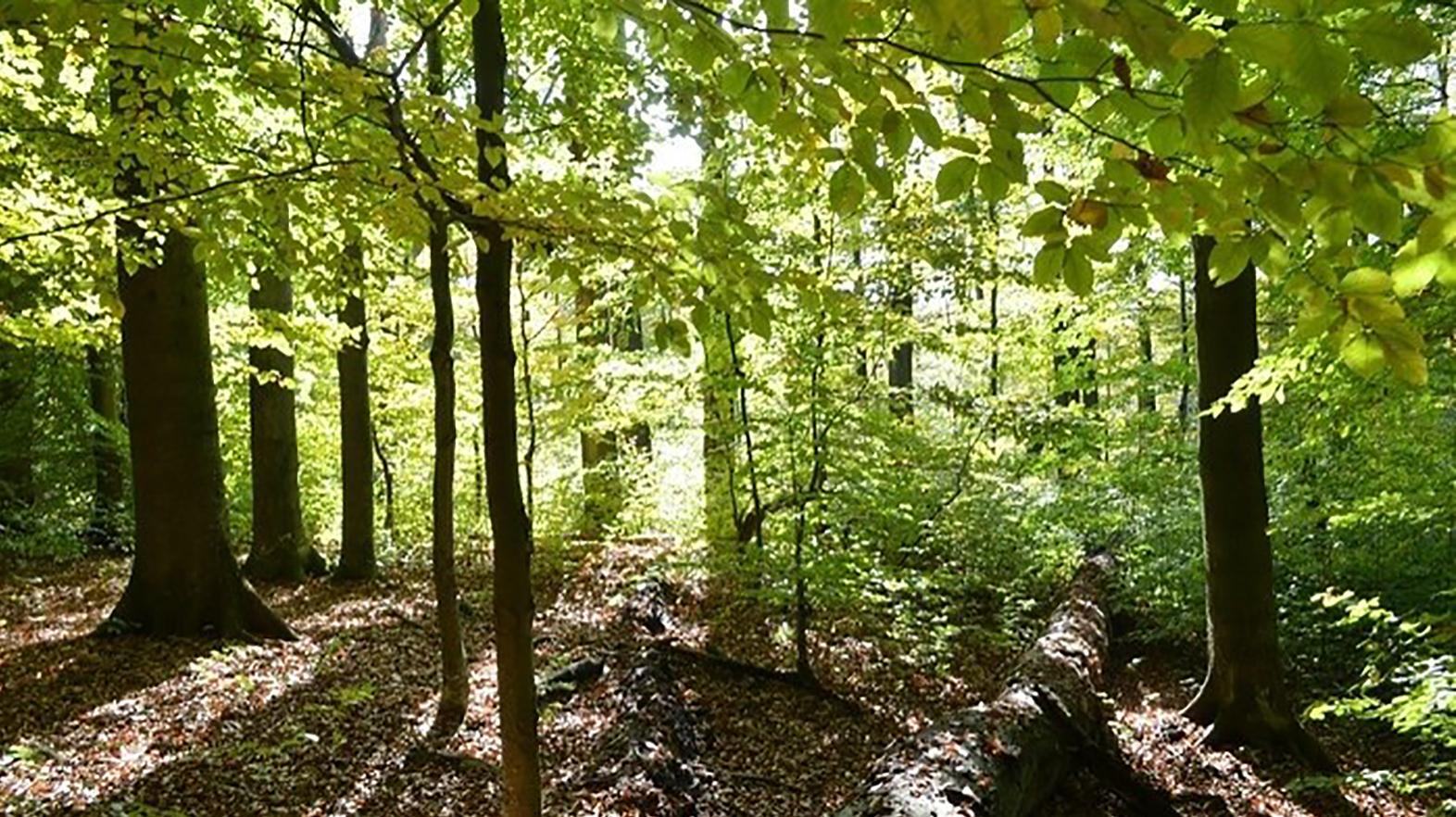 Karpatské bukové pralesy poskytujú útočisko viac než 10 000 druhom