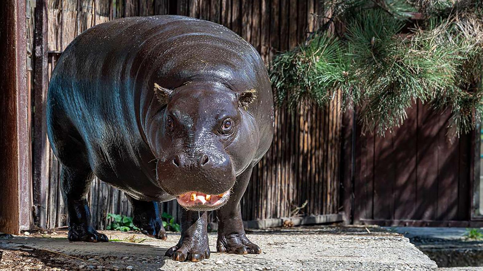 Zoo hľadá peniaze na projekty, pomôcť môže aj verejnosť