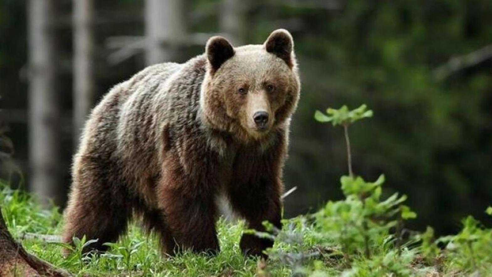 Pri Vajnoroch videli medveďa, podľa samosprávy nie je dôvod na paniku