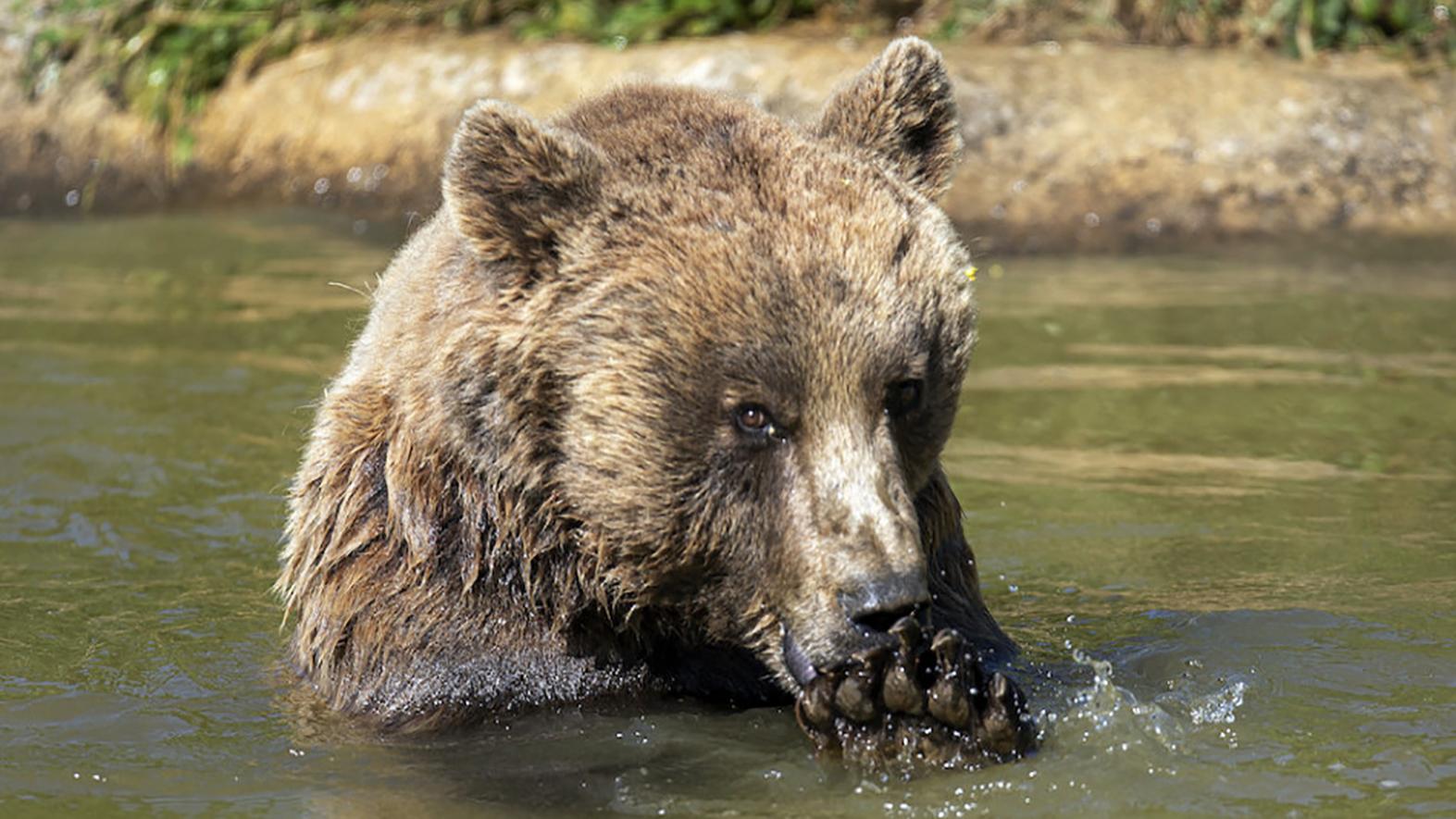 Do výzvy, ktorá má pomôcť zlepšiť situáciu s medveďmi, sa zapojilo 87 obcí