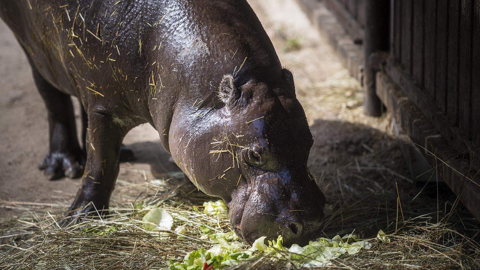 Zoo spustila výzvu #prehrosiky, vybudovať im chce nový domov