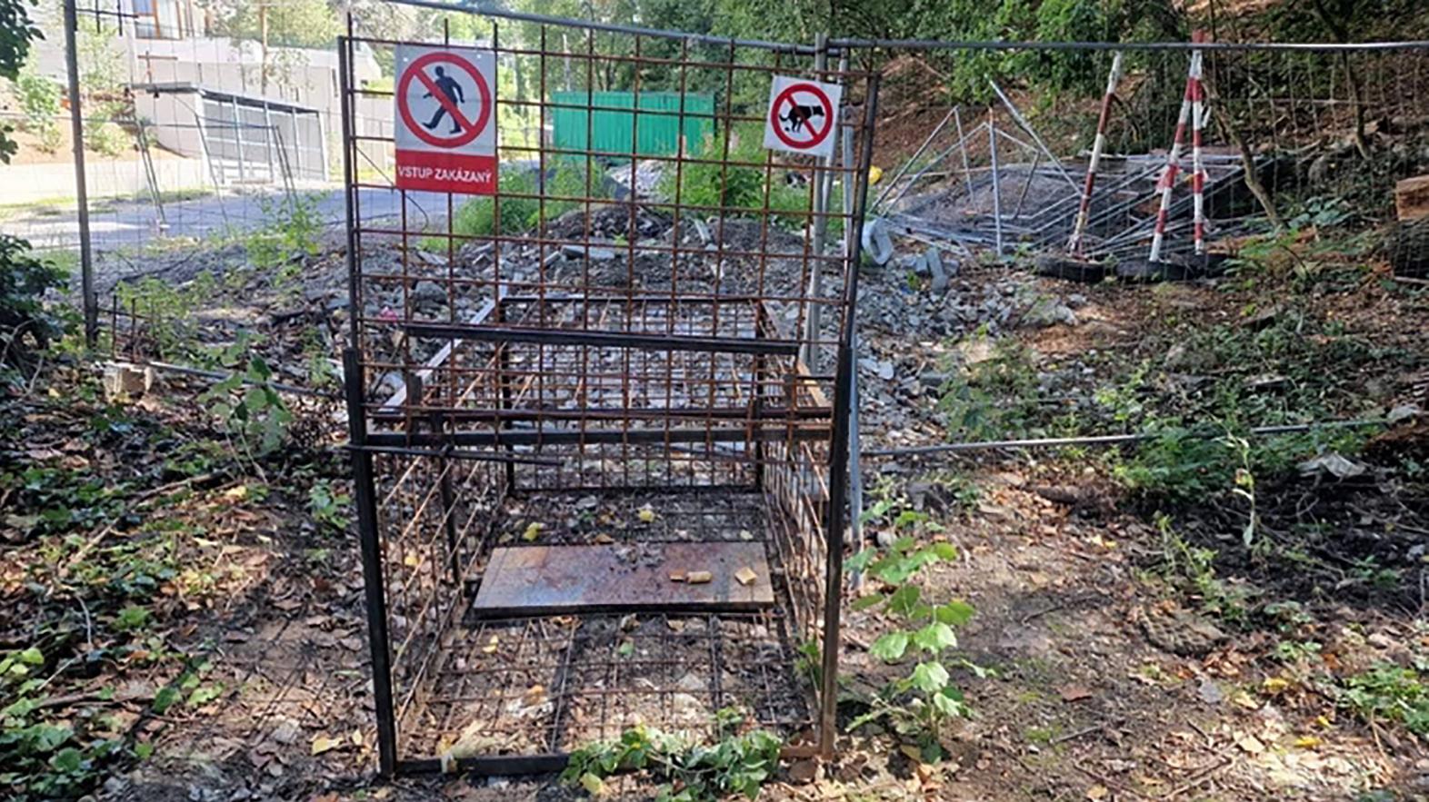 V Starom Meste pribudnú špeciálne klietky na odchyt diviakov