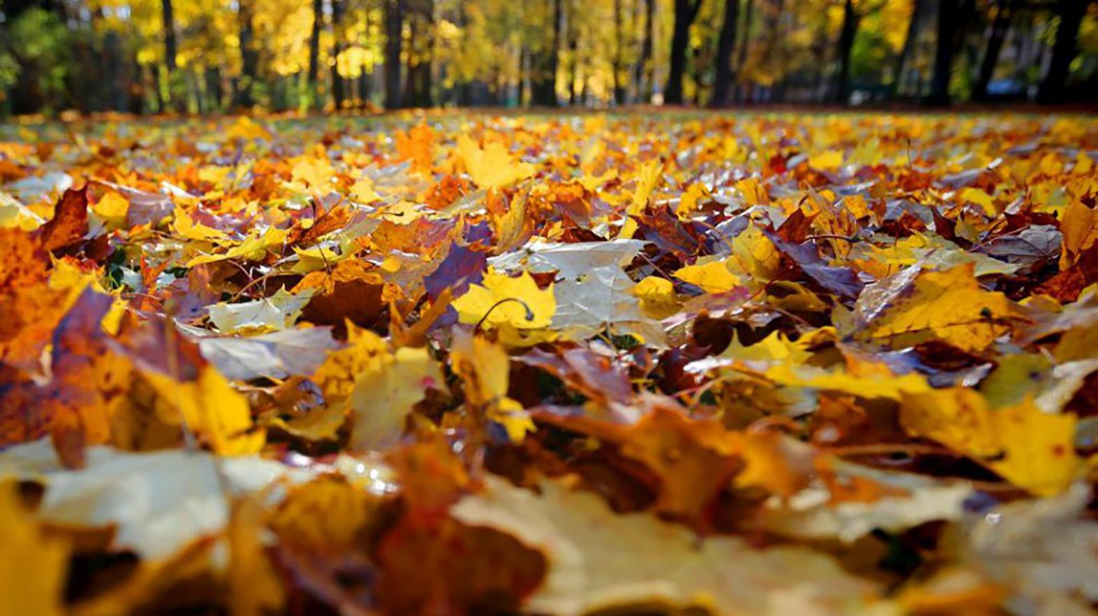Staré Mesto pripravuje jesenný zber a odvoz zeleného odpadu