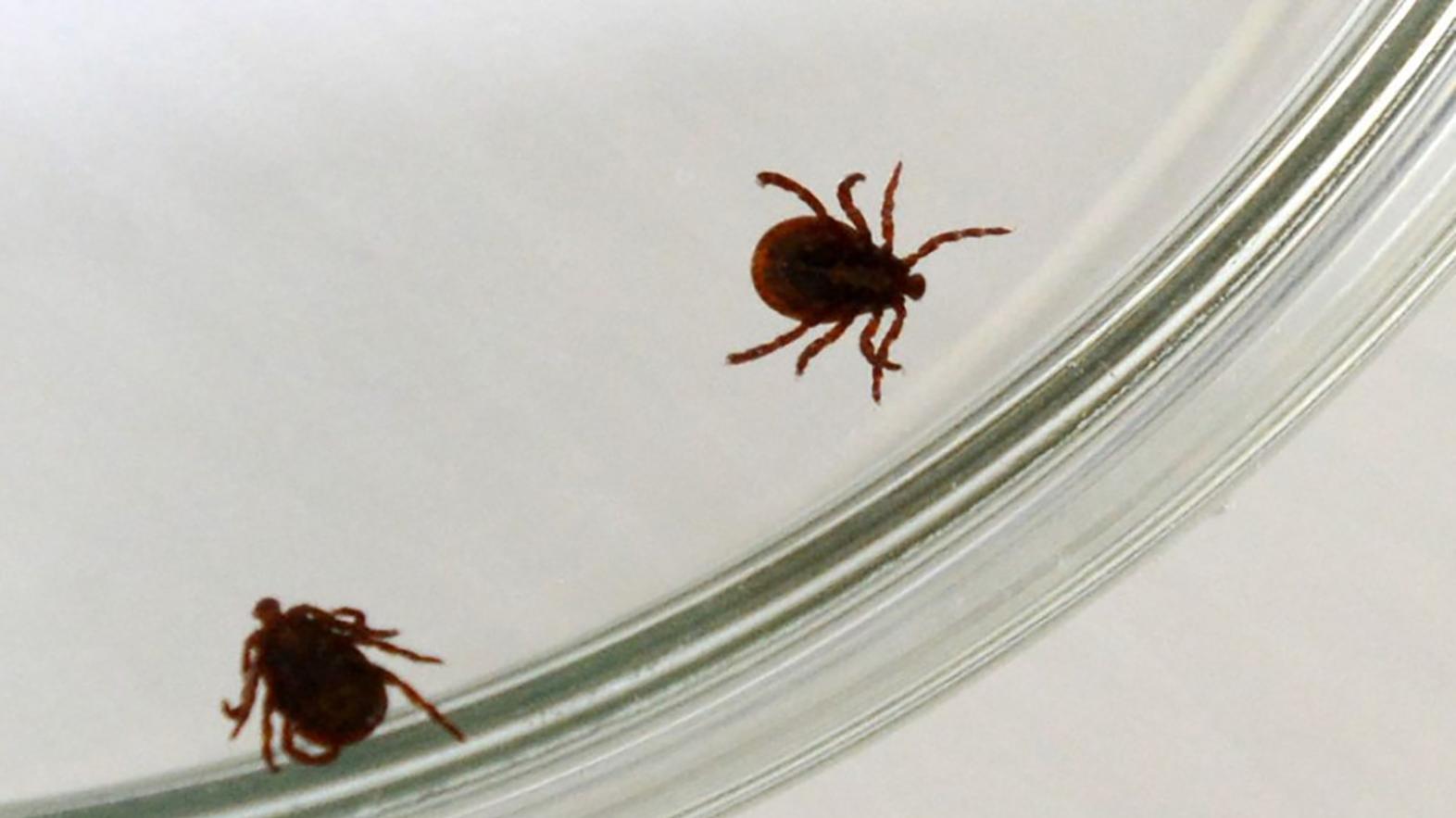 Klimatické zmeny spôsobujú podľa ochranárov aj šírenie nových parazitov