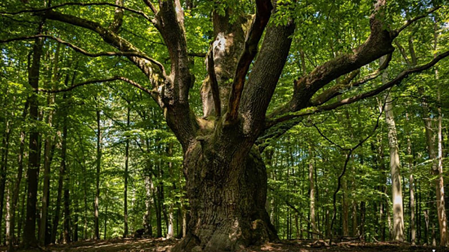 Stromom roka sa stal Dračí dub z Lozorna