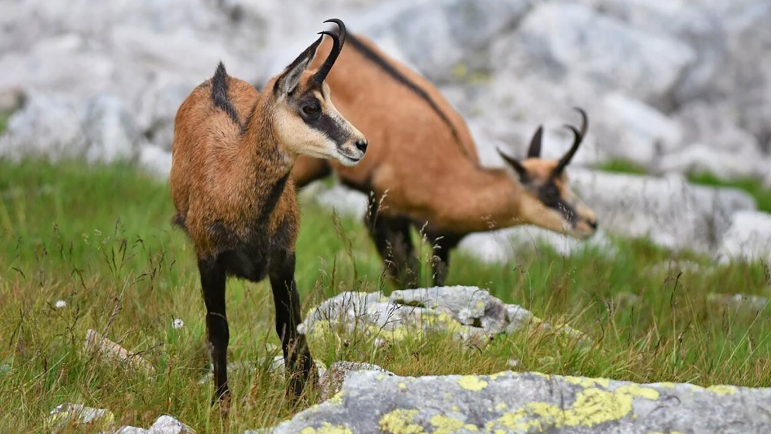 Kamzíky v Tatrách sčítavali po prvý raz pomocou aplikácie