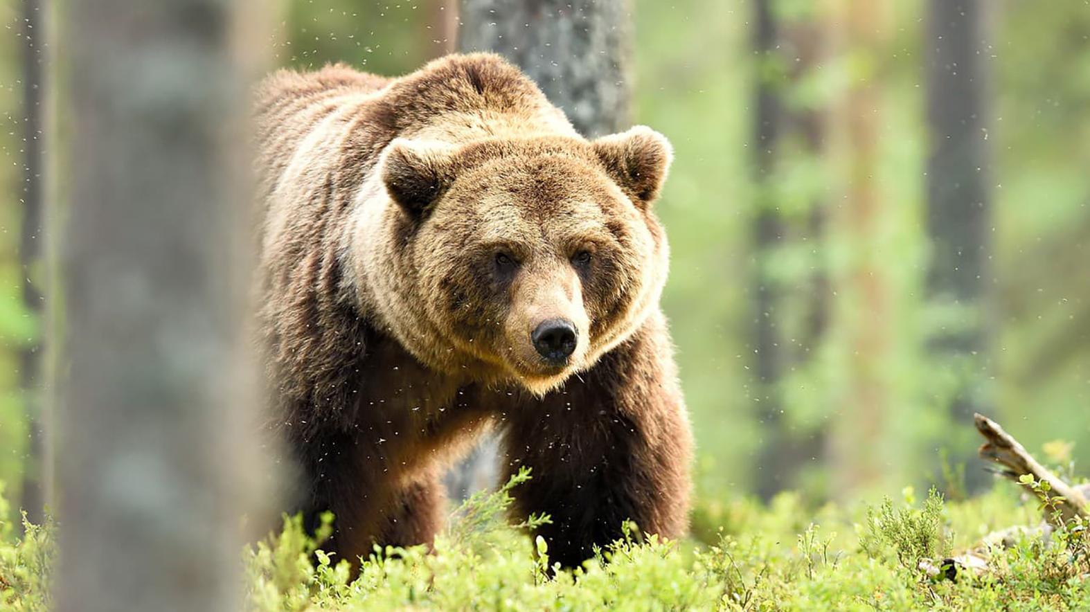Envirorezort chce zvýšiť odškodné za ujmu spôsobenú chráneným živočíchom
