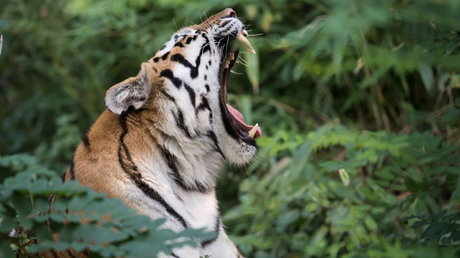 Na ranči v Klokočove otvorili virtuálnu zoo