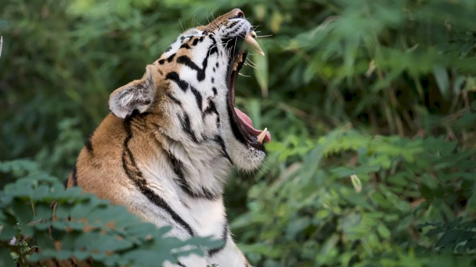 Na ranči v Klokočove otvorili virtuálnu zoo