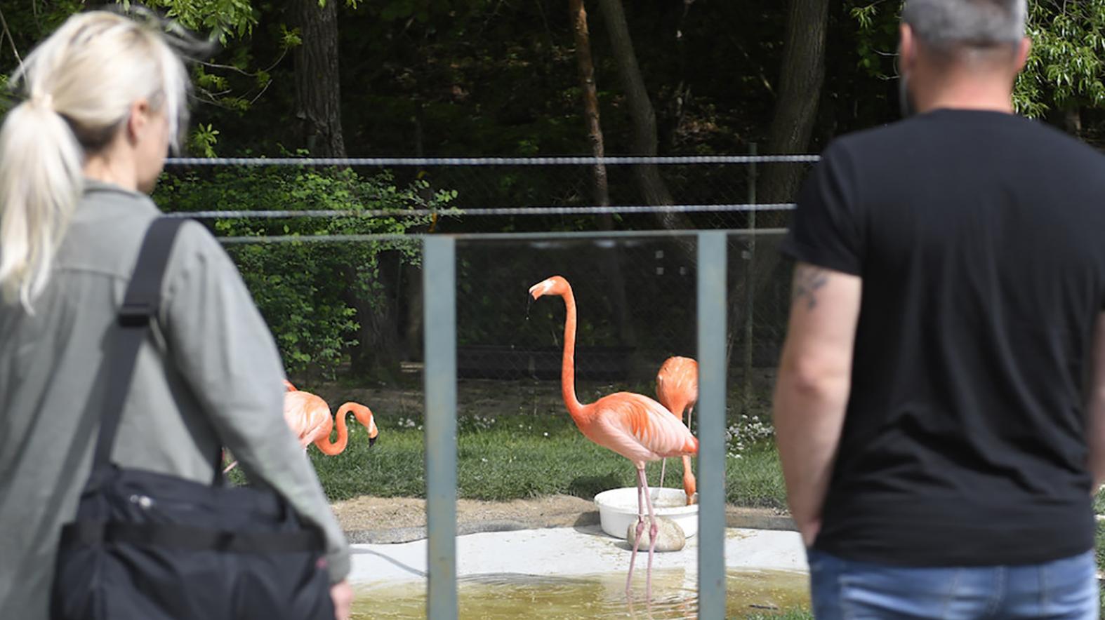 Košická zoo sa teší záujmu, za rok ju navštívilo 250 000 ľudí