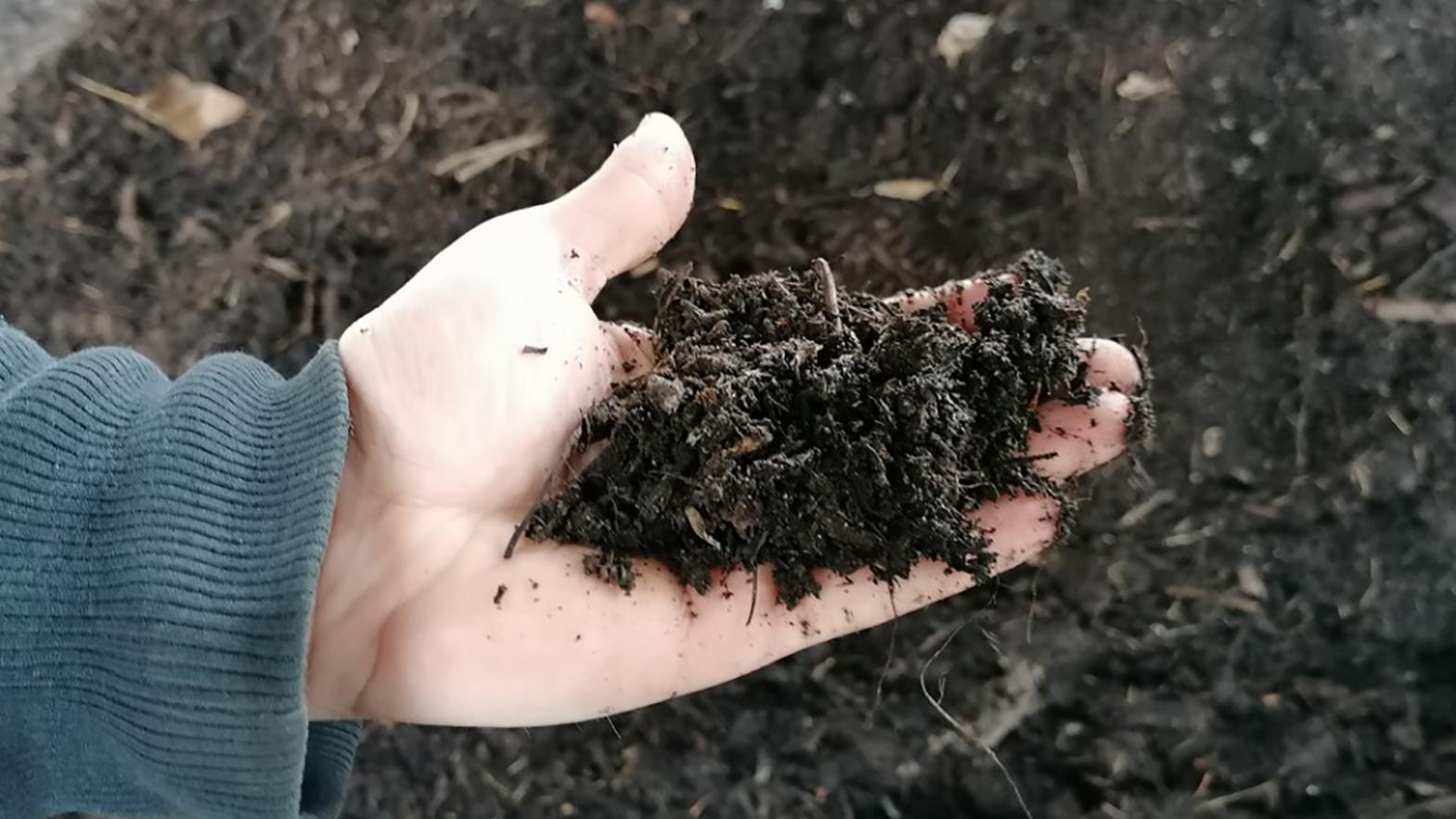 Kompost z vianočných stromčekov poskytne radnica aj obyvateľom mesta