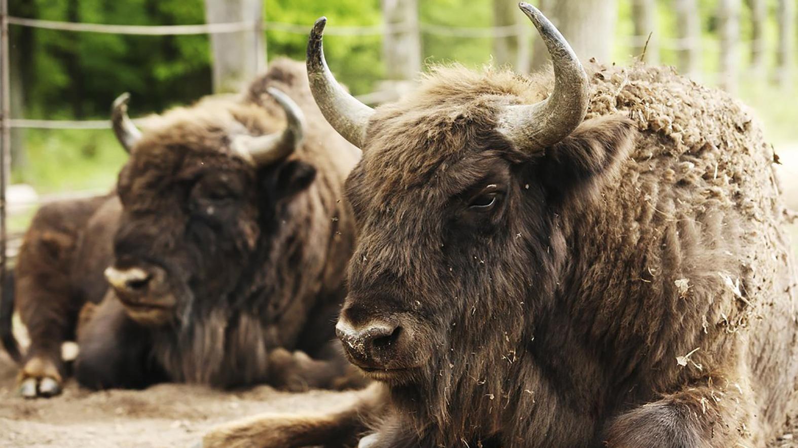 Slovenské zubry našli svoj nový domov vo voľnej prírode v Rumunsku