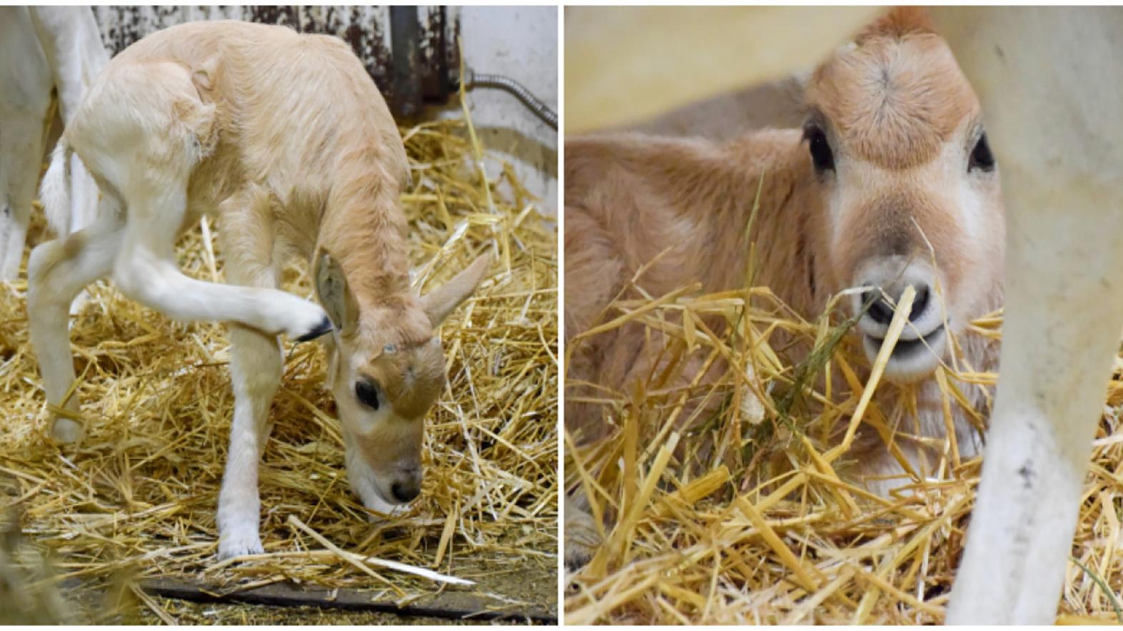 V bratislavskej zoo sa narodila samica ohrozeného druhu adaxa núbijského