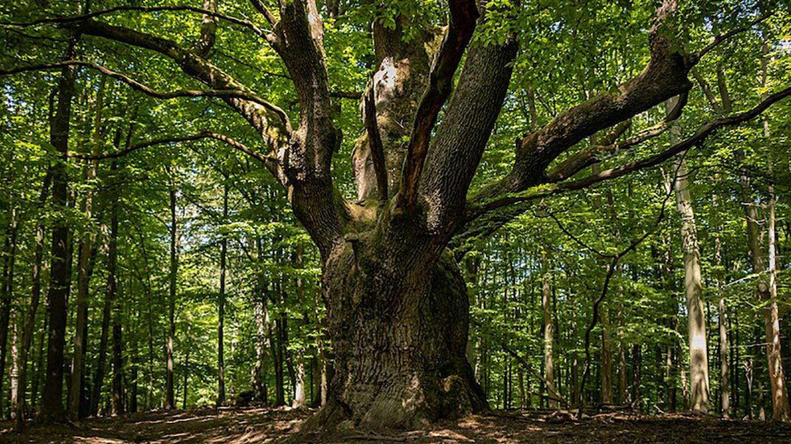 Dračí dub je v hlasovaní o Európsky strom roka zatiaľ v prvej štvorke