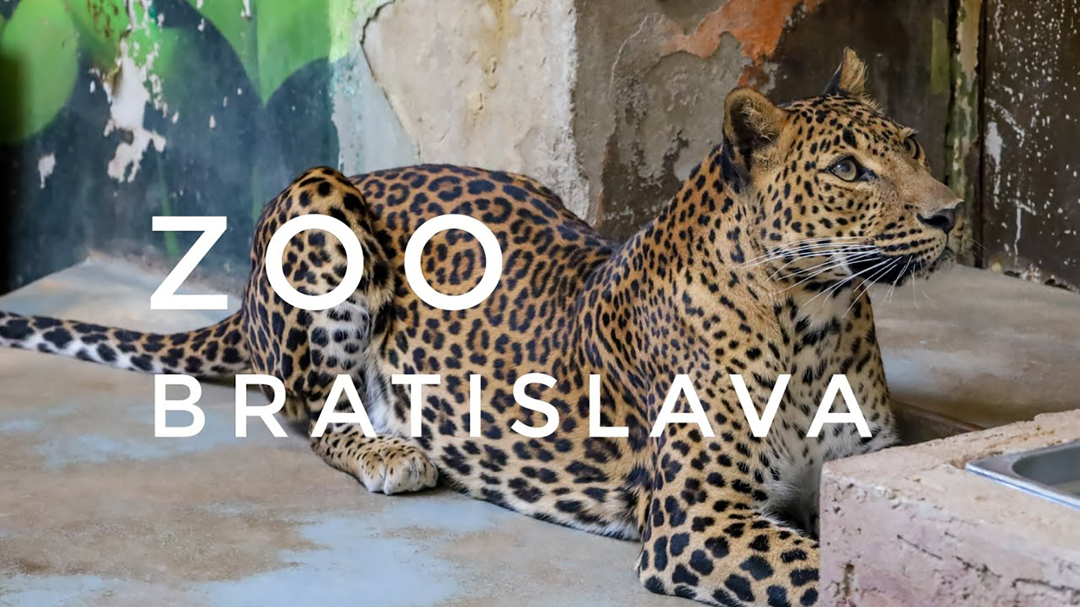 Bratislavská zoo sa má čoskoro opäť otvoriť pre návštevníkov