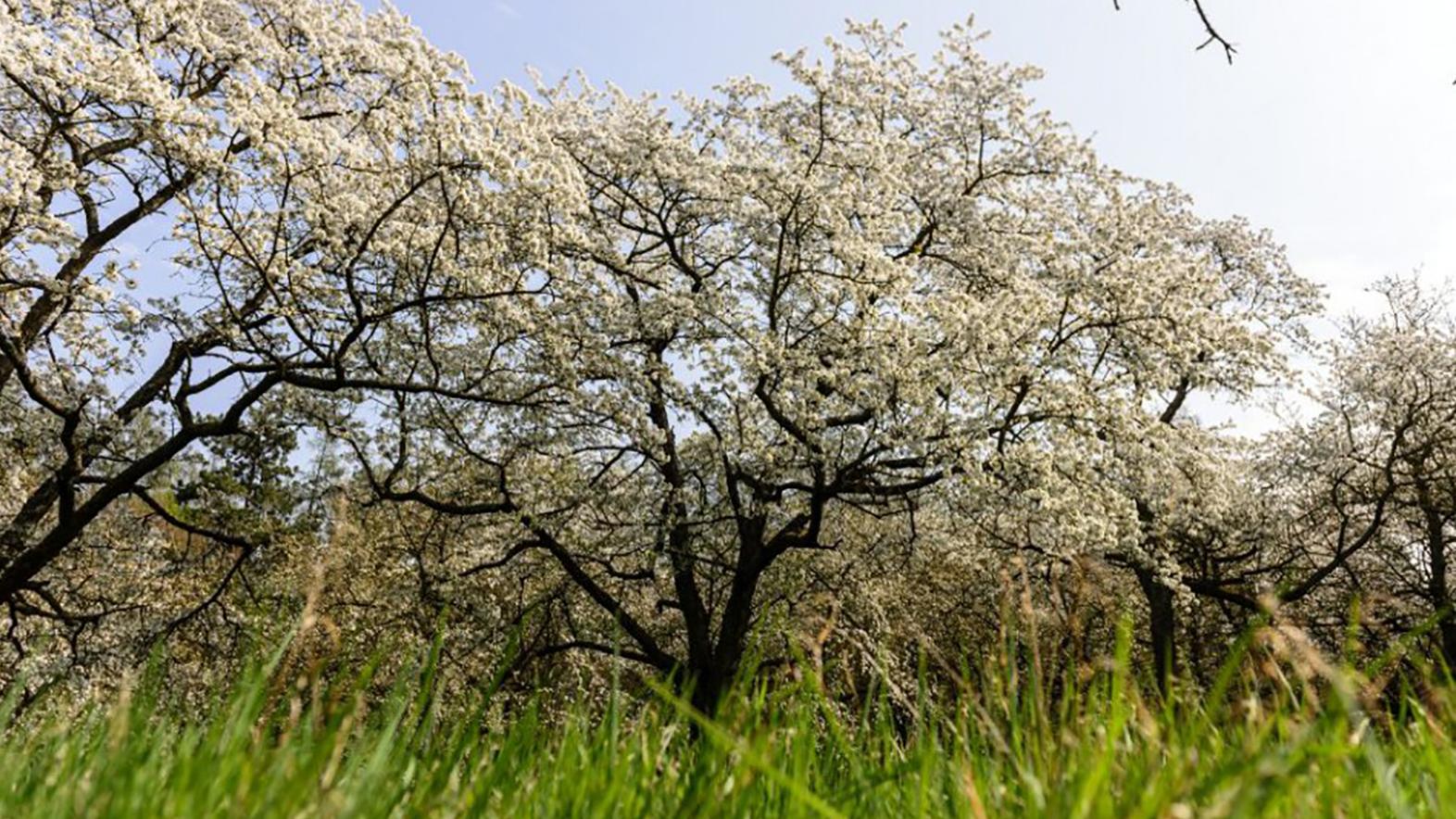 Komunitný Zelený sad ponúka jarnú školu ovocinárstva