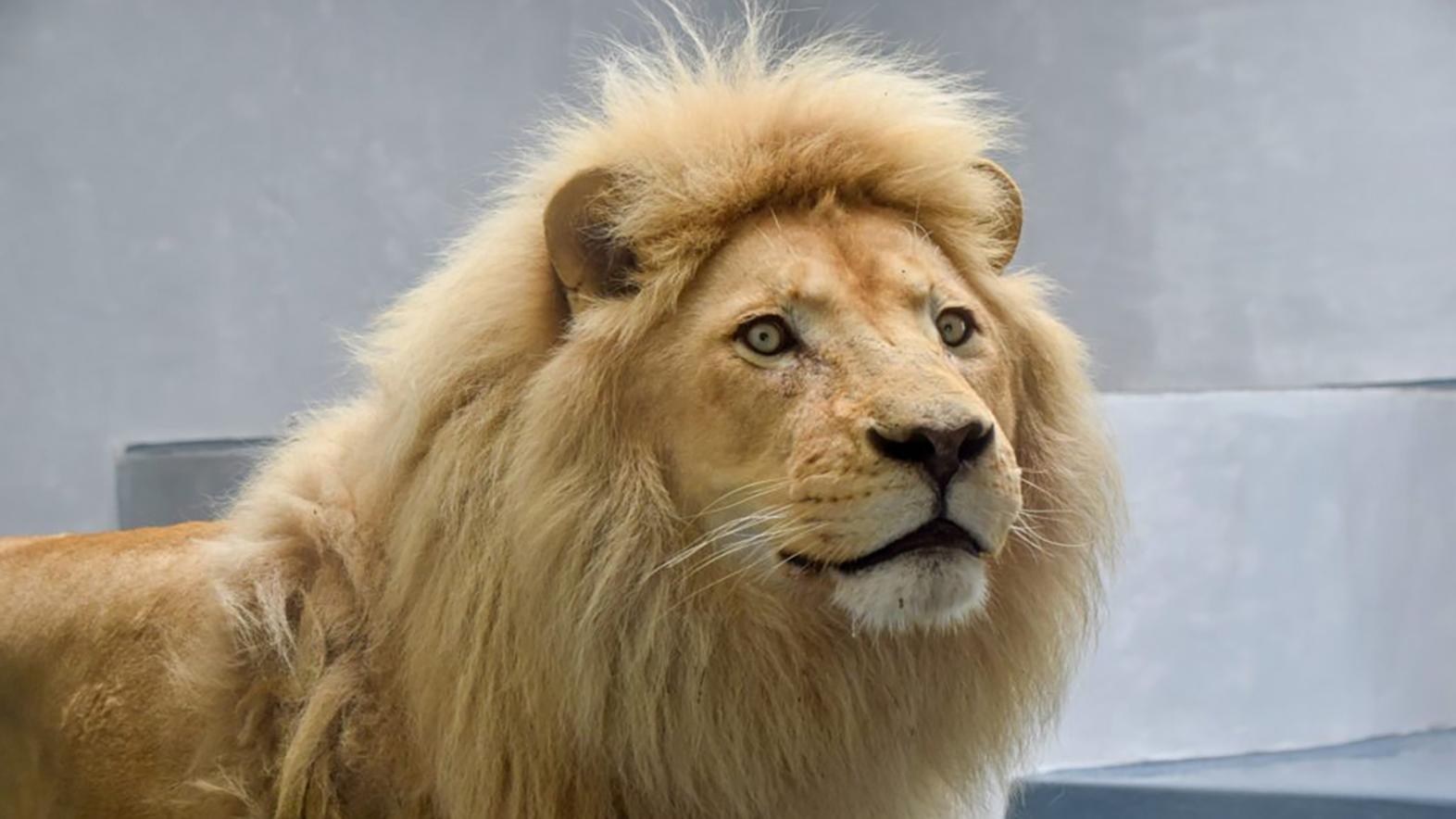 Zoo má nový prírastok v podobe leva juhoafrického, volá sa Samba