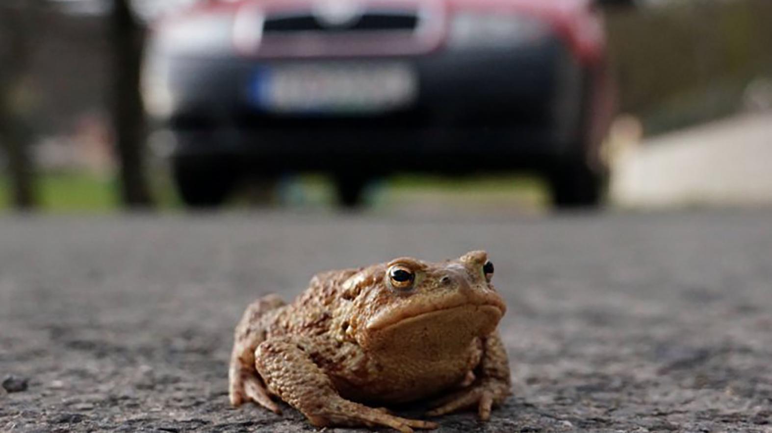 Neďaleko Košíc opäť pribudli zábrany pre migrujúce žaby