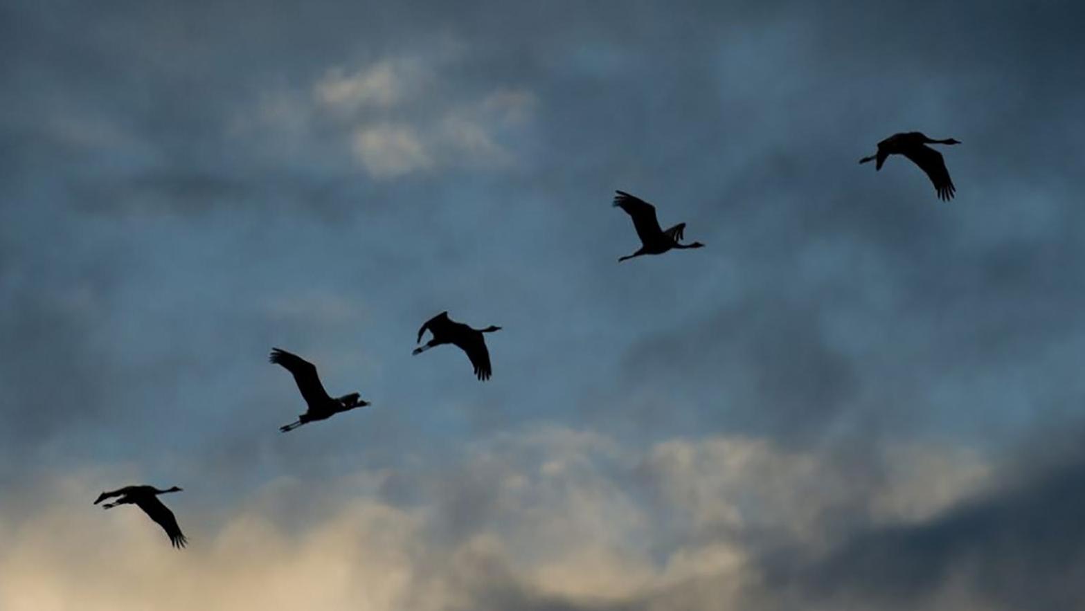 Pred jarnou migráciou vyčistili desiatky búdok, pribudli aj nové