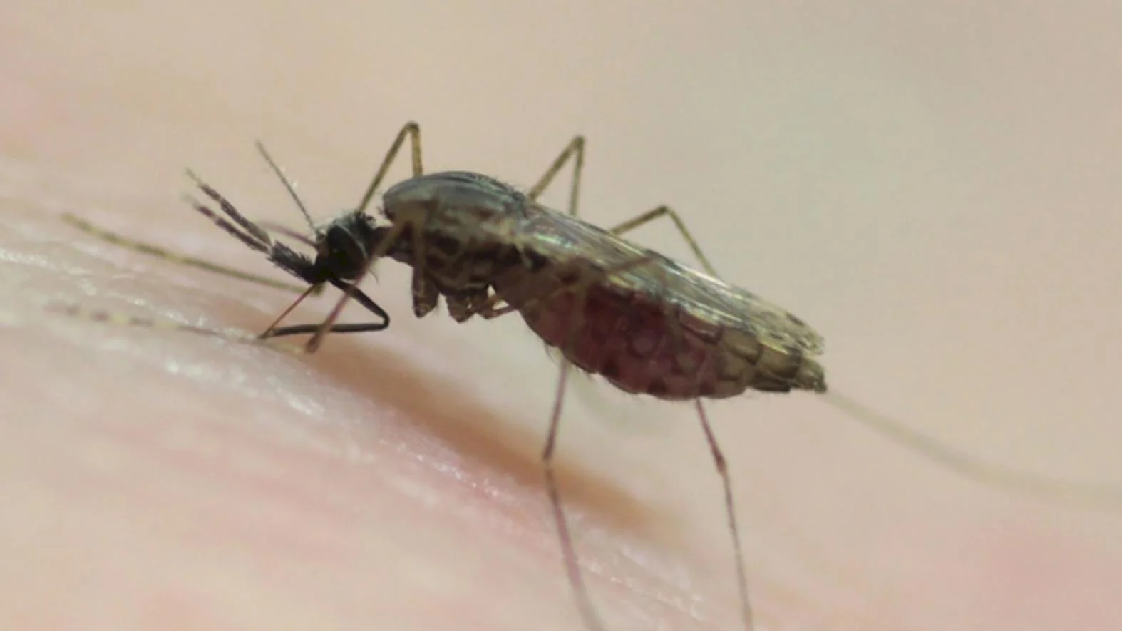 Starostovia na Záhorí riešia monitoring a reguláciu komárov