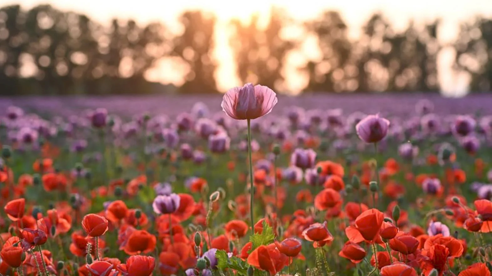 Botanická záhrada SPU začína s prípravou biodiverzitných lúk