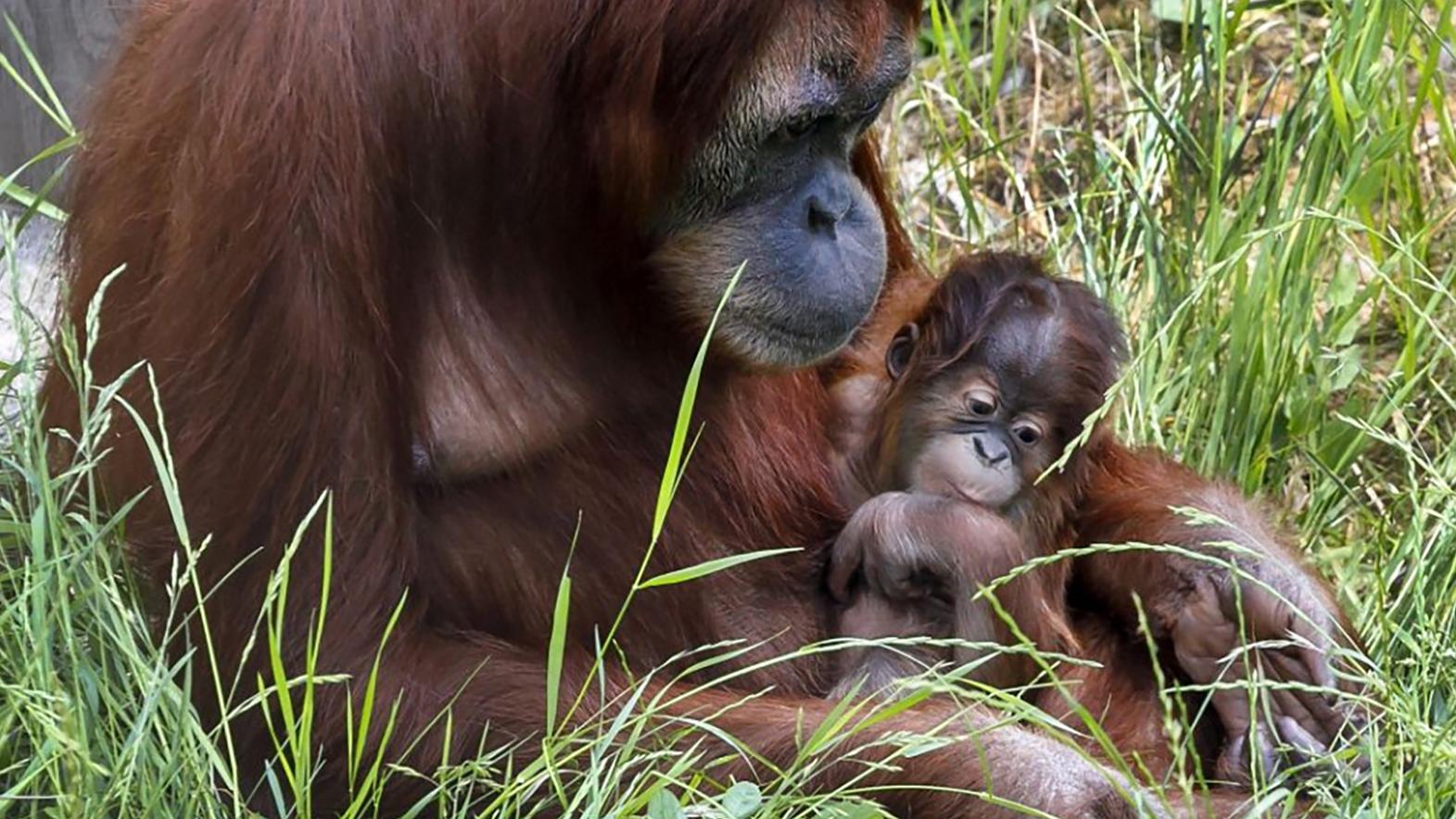 Mláďa orangutana sumatrianskeho má meno Cahya, svetlo v temnote