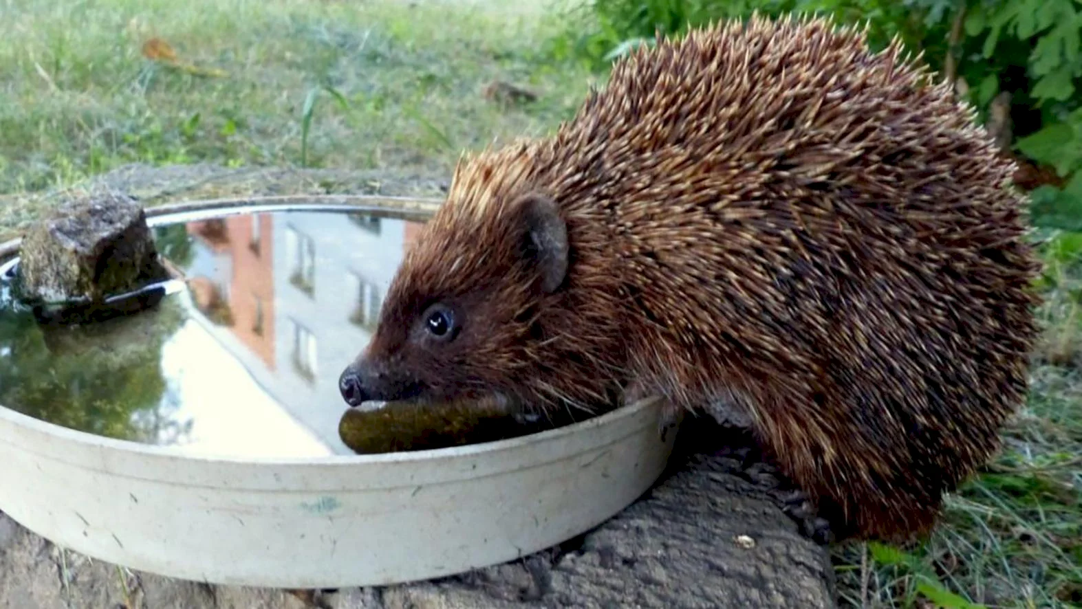 V horúcich dňoch netreba zabúdať ani na voľne žijúce zvieratá