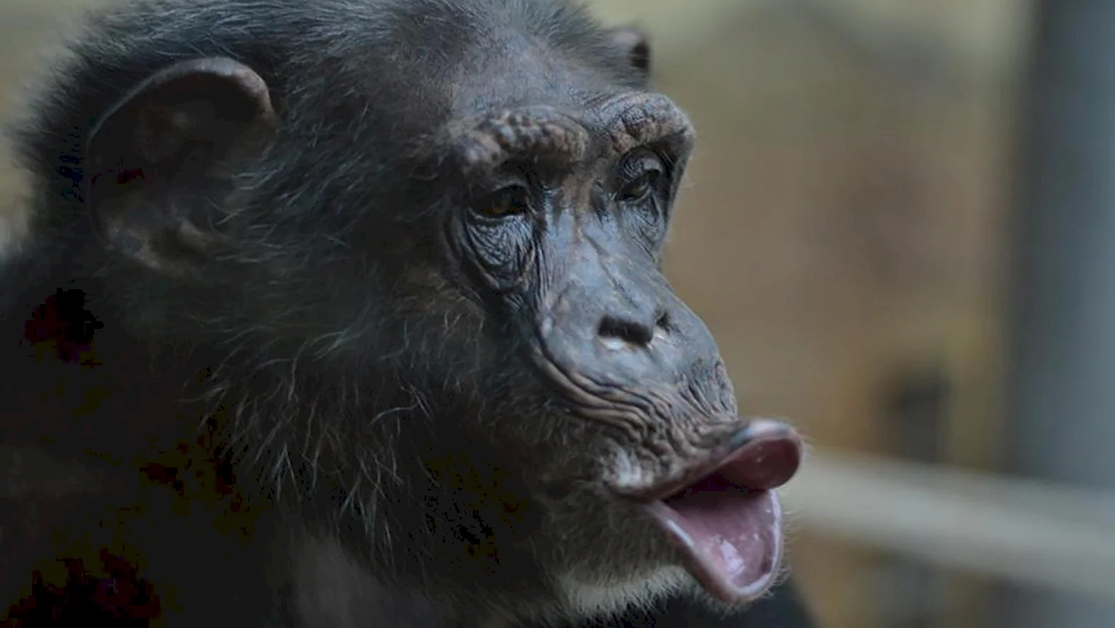 Zoo si podujatím pripomenie Svetový deň šimpanzov