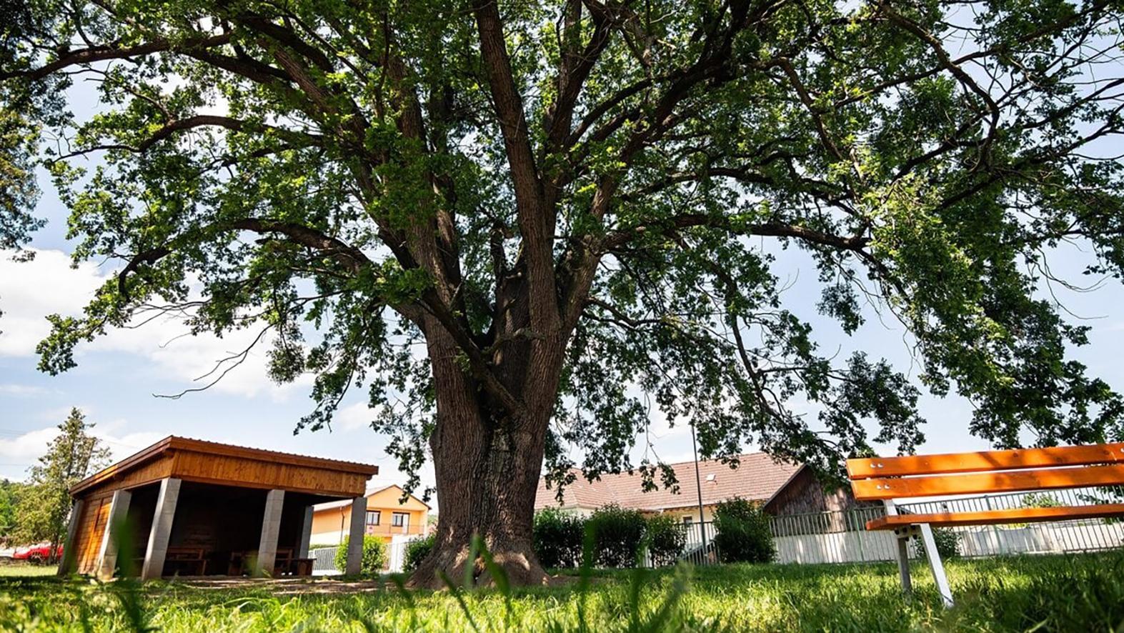 O titul Strom roka zabojuje aj dub sivozelený v Melčiciach-Lieskovom