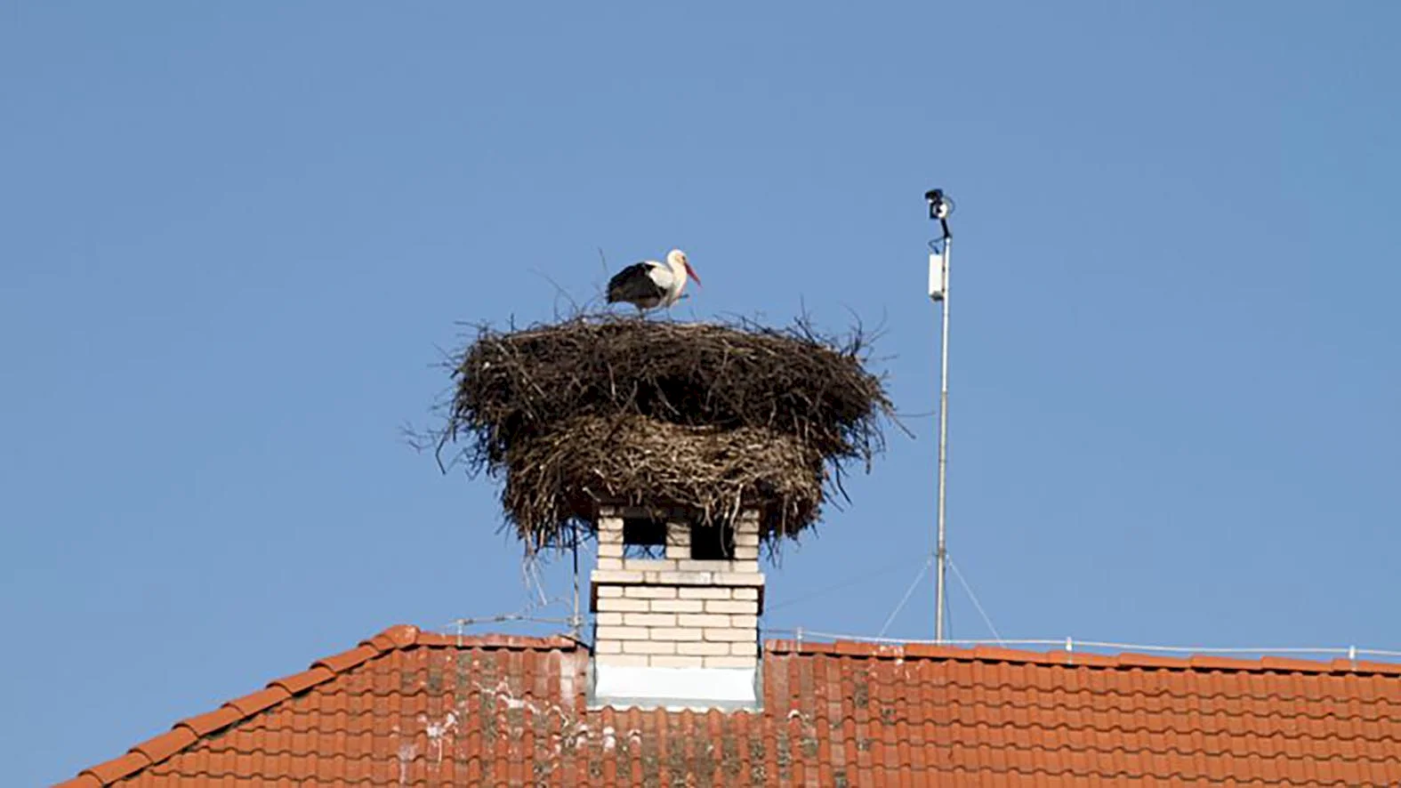 Do sčítania bocianov sa môže zapojiť i verejnosť