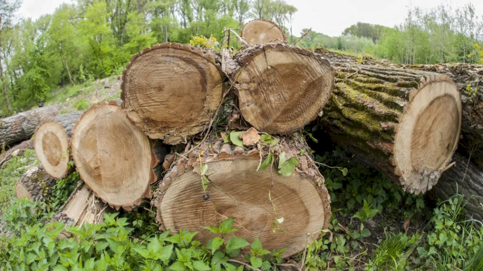 ZMOS žiada o neprijatie novely zákona o ochrane prírody a krajiny