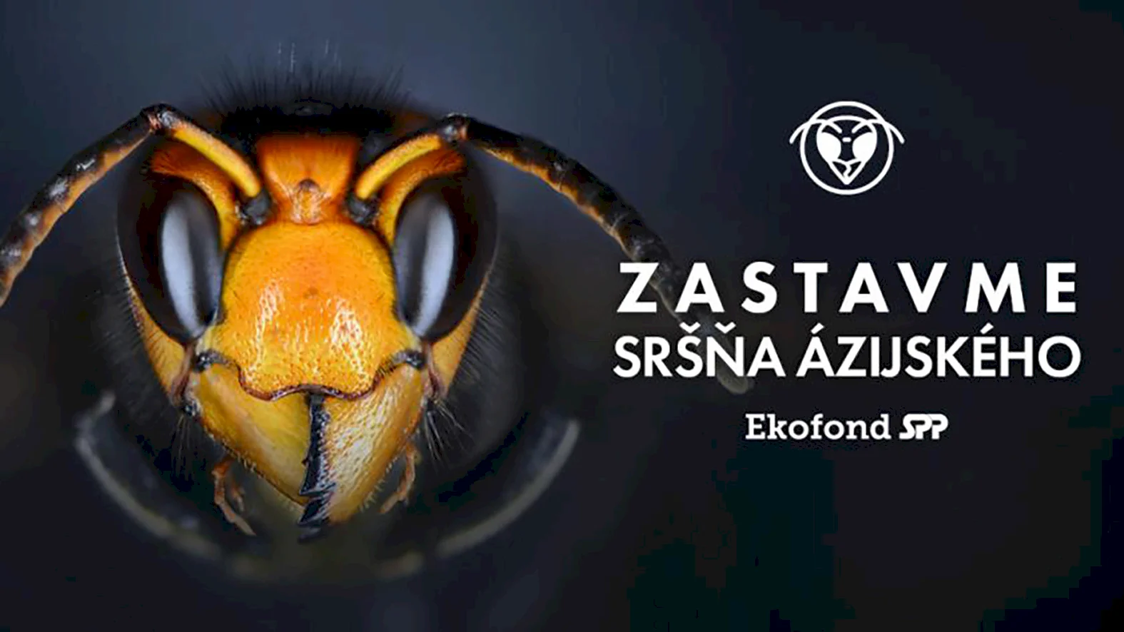 Spustili osvetovú kampaň Zastav sršňa