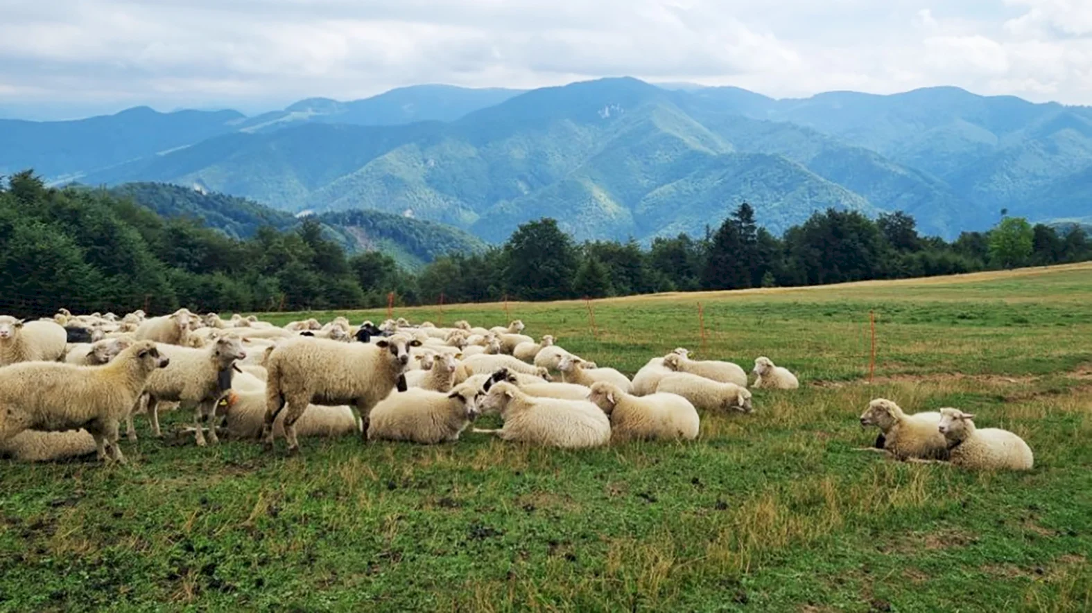 Spolužitiu farmárov s veľkými šelmami bude venovaný medzinárodný workshop