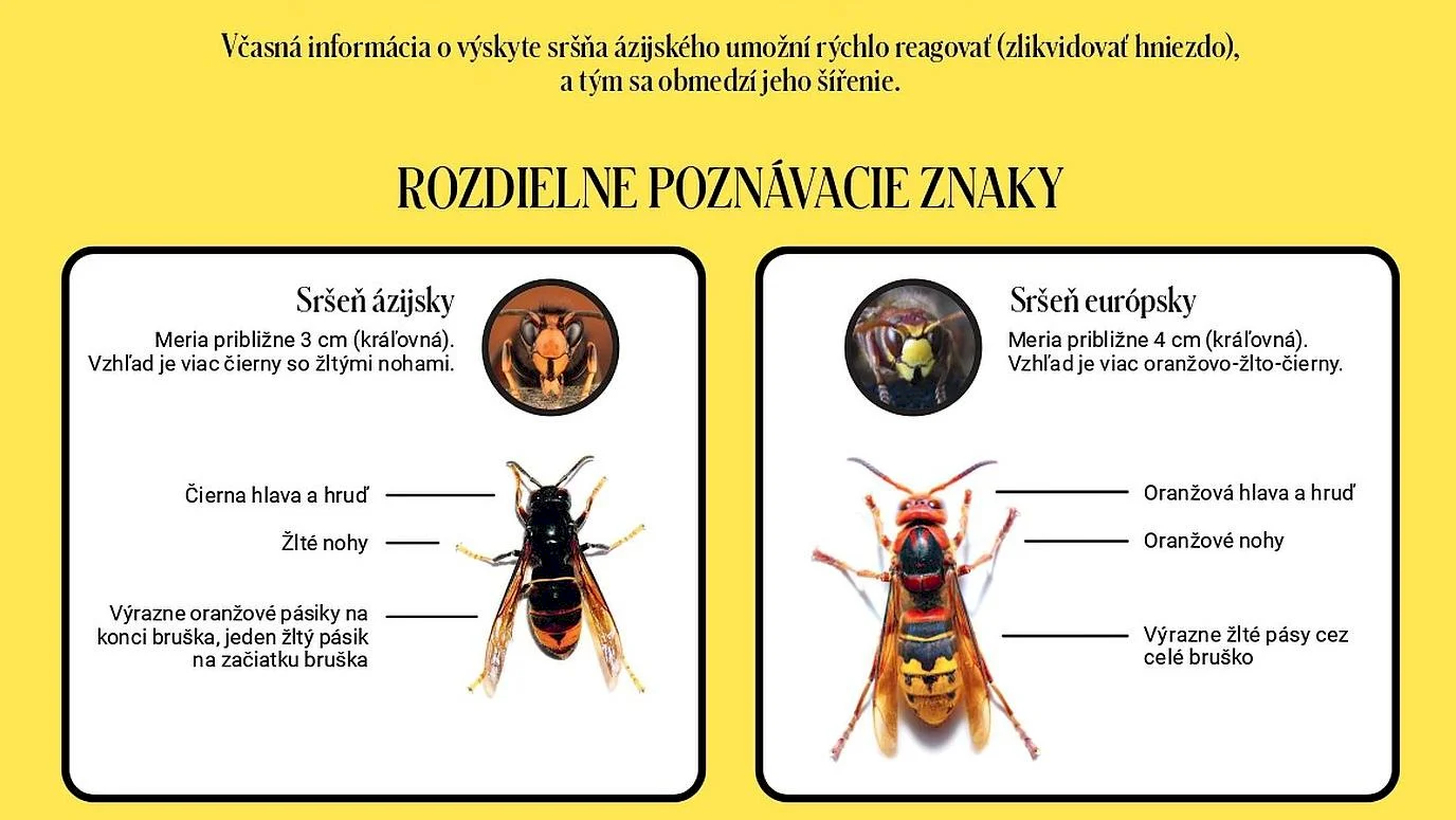 Výzva na mapovanie sršňa ázijského