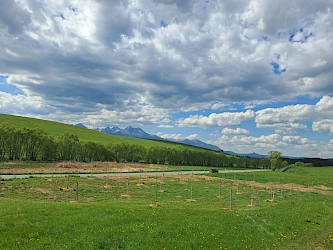ekopolis_vysadba-levkovce-.jpeg