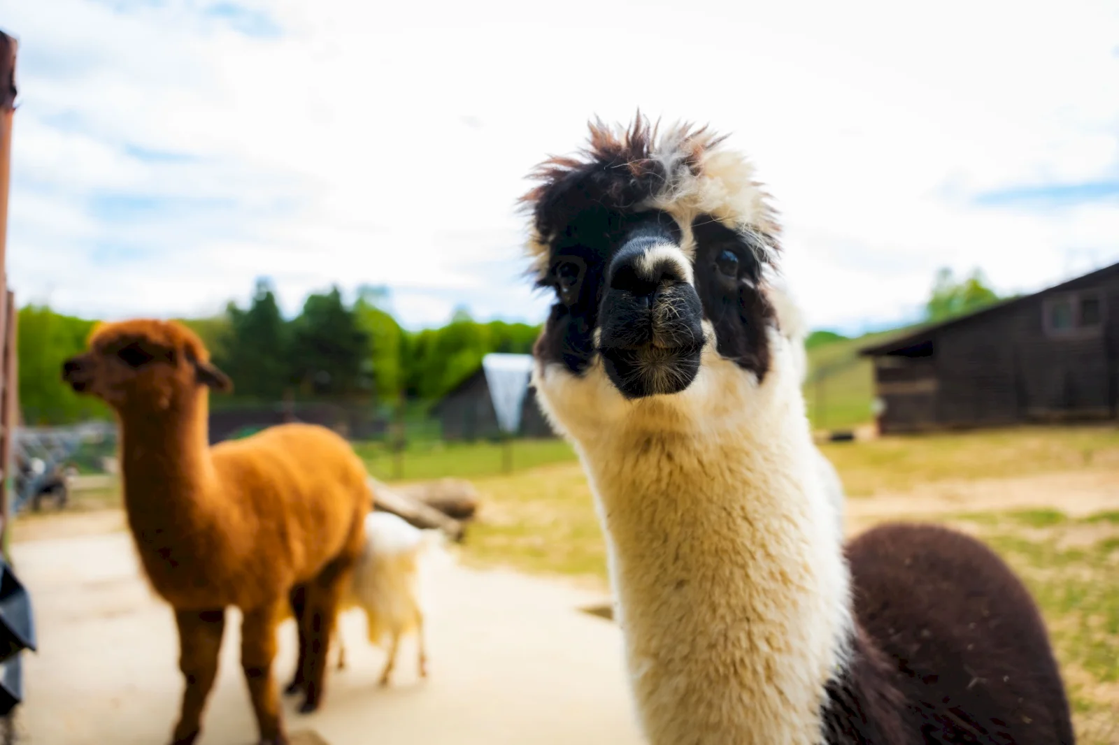 Košická ZOO bude mať nový vstupný areál za vyše 4,5 milióna eur