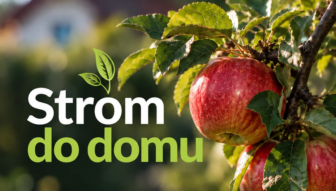Mesto Brezno prichádza aj tento rok s iniciatívou Strom do domu